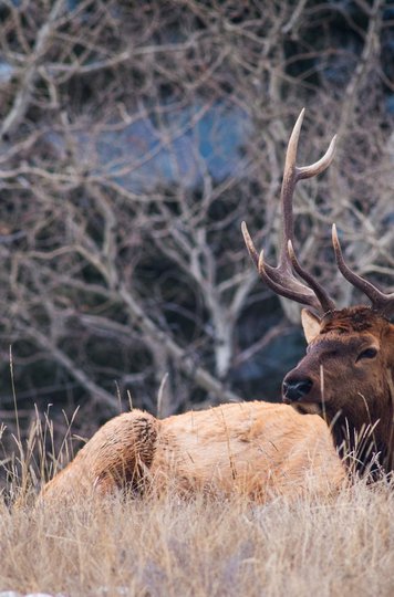 Bulk Elk